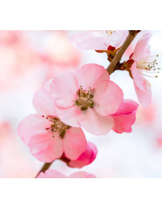 MAMI MILANO PERLE PROFUMATE 35g PER SACCHETTI - DIAMANTE... 2